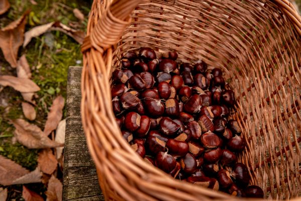 ALPE CIMBRA - Festa Castagna, grandi sapori ed eventi nella Valle del Centa