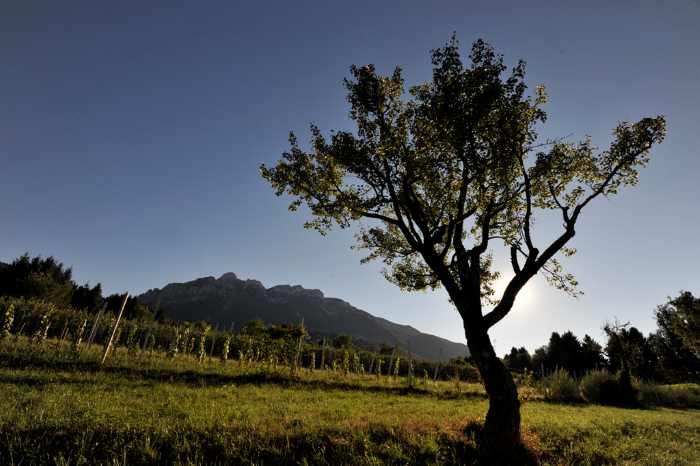 TRENTINO - La festa della Pera di Vattaro: un viaggio nel cuore della tradizione