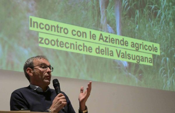 ATTUALITÀ - Lupo in Valsugana: prevenzione, gestione e indennizzi