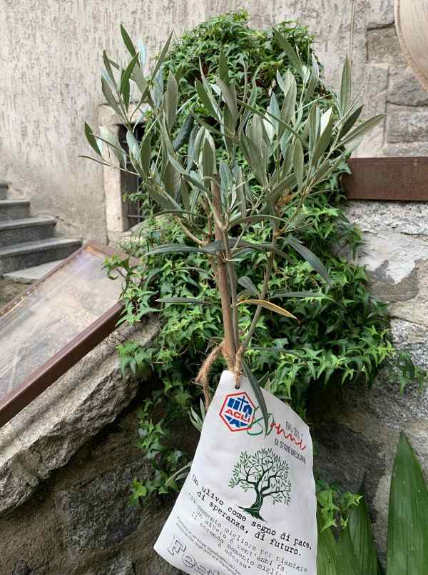 VALLE CAMONICA - Breno città aperta, consegna di una pianta di ulivo