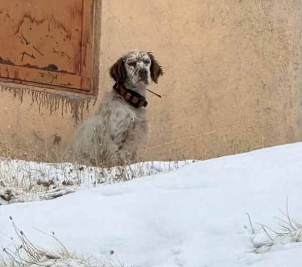 CRONACA - Recuperato sotto la tormenta un setter al Gavia