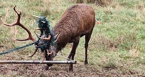 CRONACA - La Polizia provinciale di Bergamo libera un cervo maschio