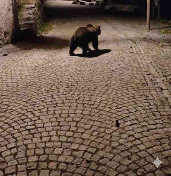 ATTUALITÀ - Un orso a spasso nelle vie di Lavenone, ma la notizia è falsa
