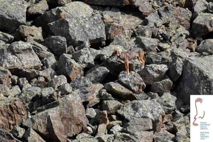 ATTUALITÀ - Passo Tonale: è scomparsa la lupa Ludovica 