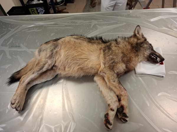 CRONACA - Lupo investito da una vettura e ucciso in Valchiavenna