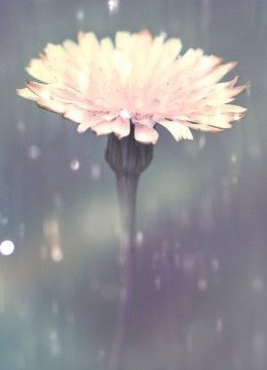 DARFO BOARIO - La comunità di Angone piange il piccolo Tommaso