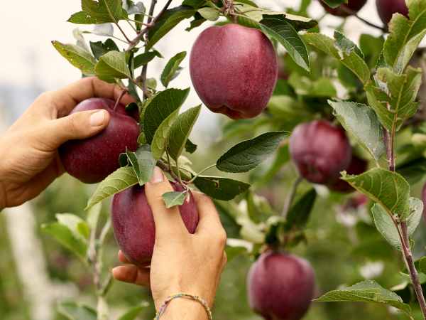ATTUALITÀ - La Trentina: nel Bilancio di previsione atteso un aumento dei ricavi