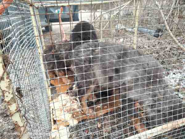 TRENTINO - Rovereto: recuperati cinque cuccioli sulla statale del Brennero