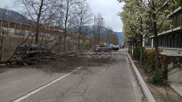 ATTUALITÀ - Forte vento in Trentino, alberi caduti nel capoluogo