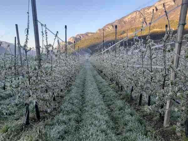 METEO - Temperature in calo e rischio gelate su meleti e vigneti