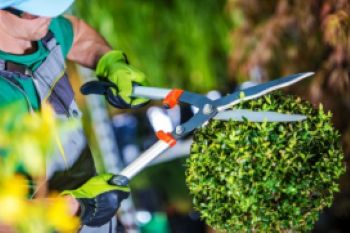 VALLE CAMONICA - Incontro su gestione e potatura rose e arbusti a fiore