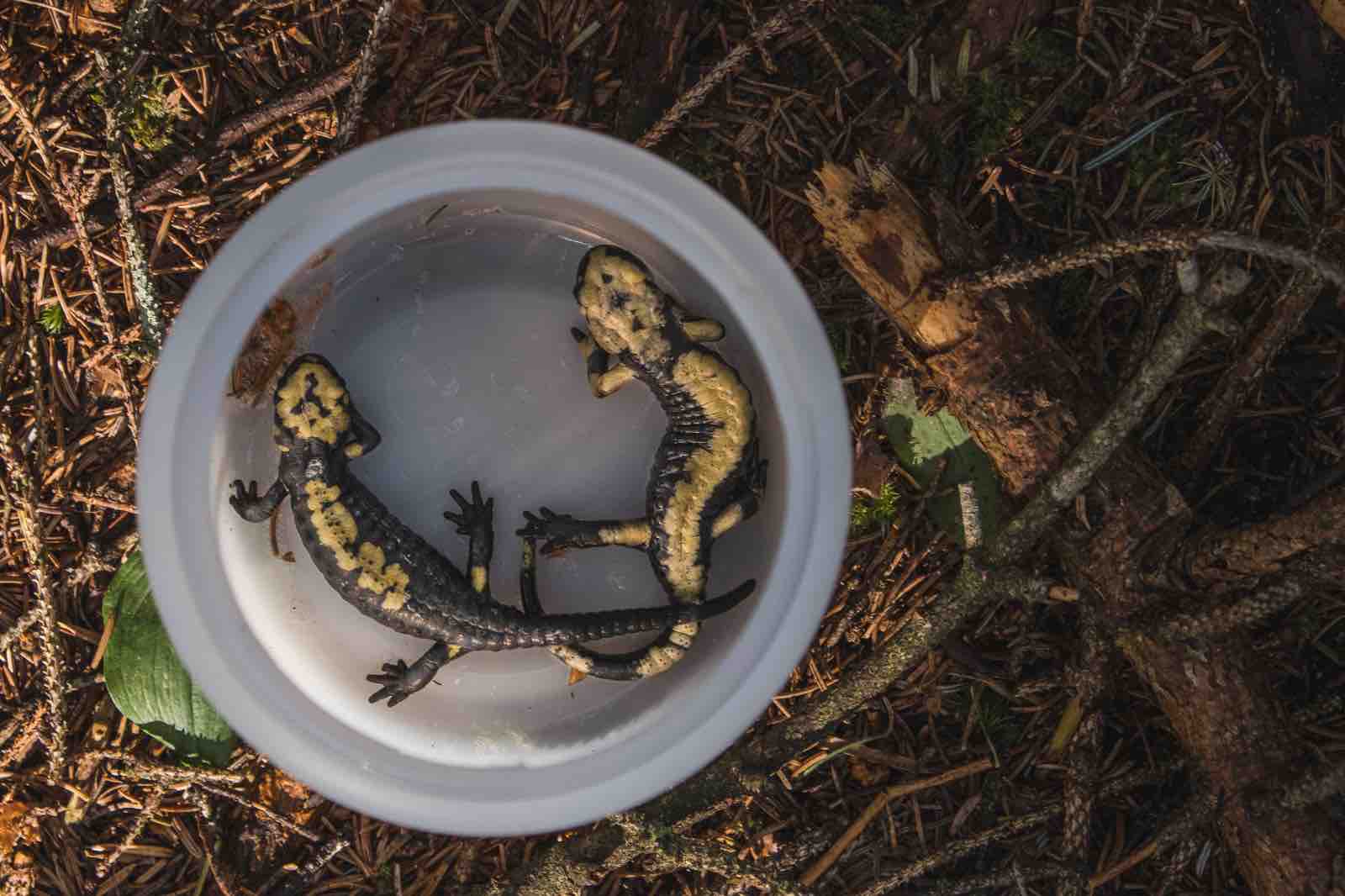 VAL DI FIEMME - Scoperta una nuova popolazione di salamandra di Aurora in Trentino