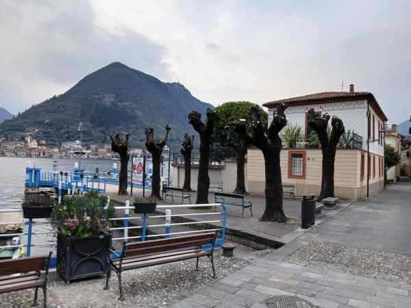 SEBINO - Sulzano: Legambiente protesta per i tigli capitozzati