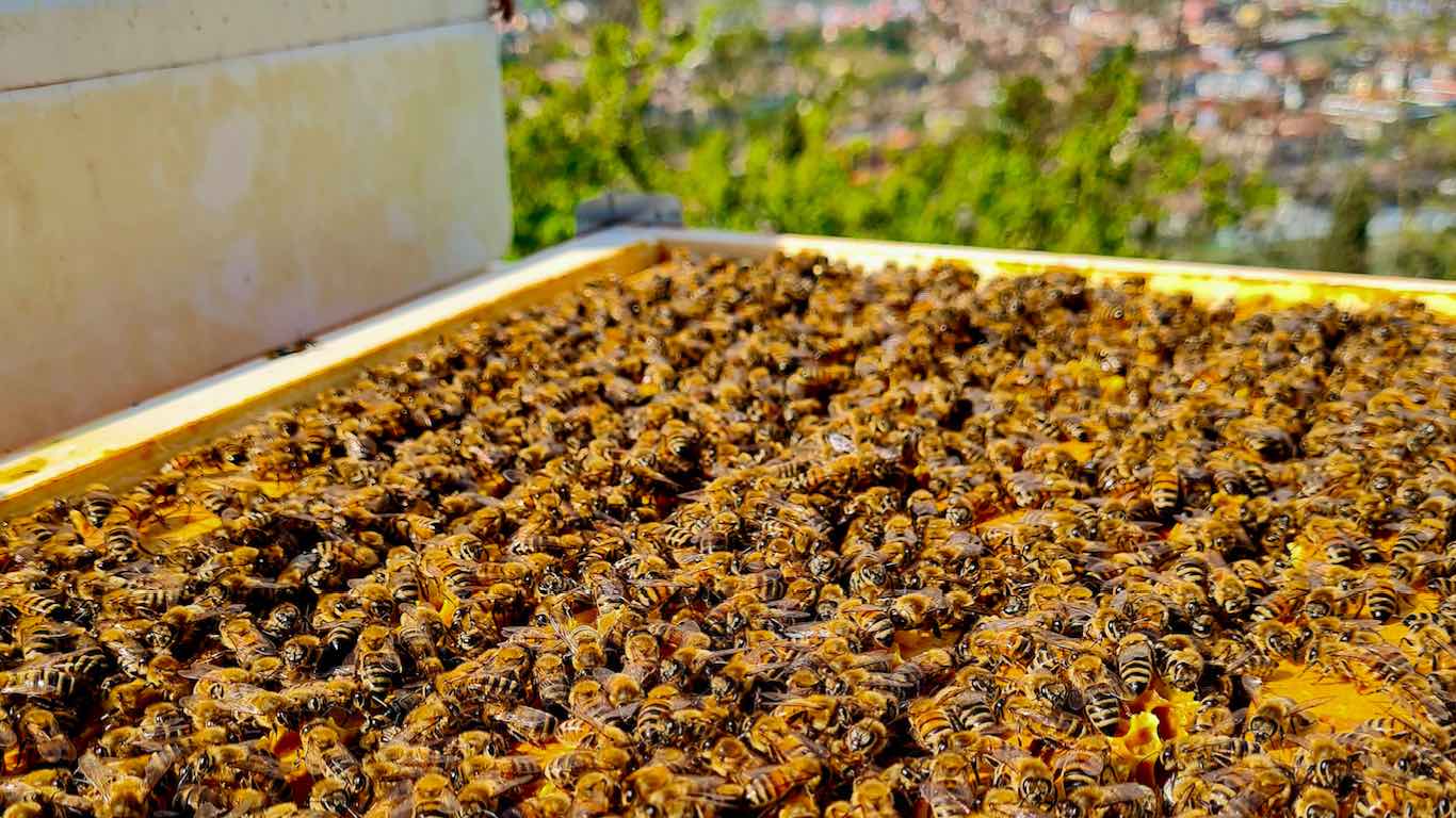 TRENTINO - Nasce la prima polizza digitale per la tutela delle api