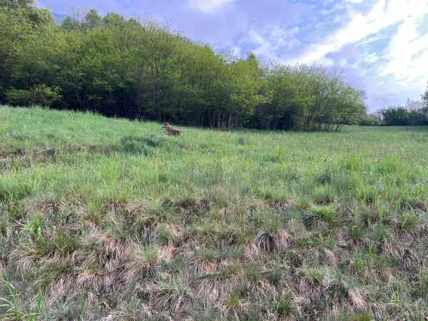 ATTUALITÀ - Avvistamenti di lupi e predazioni vicino alle case a Rabbi