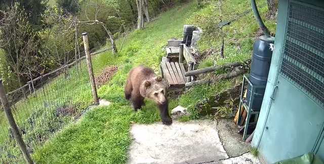 VALLE CAMONICA - Grandi Carnivori: presenza in crescita in Valle Camonica