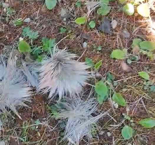 ATTUALITÀ - Avvistamenti di lupi e predazioni vicino alle case a Rabbi