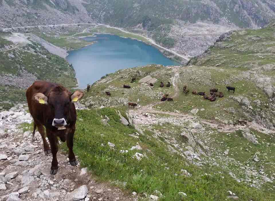 CAMPIGLIO - Fondazione Mach, Razza bovina Rendena: sostenibile, resiliente, da tutelare