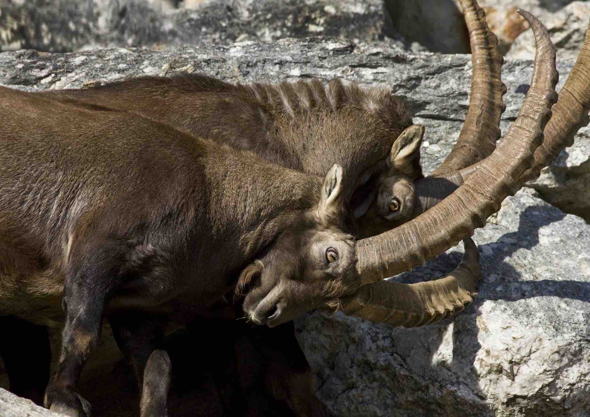 TRENTINO - Stambecchi: a Riparo Dalmeri si cacciava un ramo genetico oggi estinto
