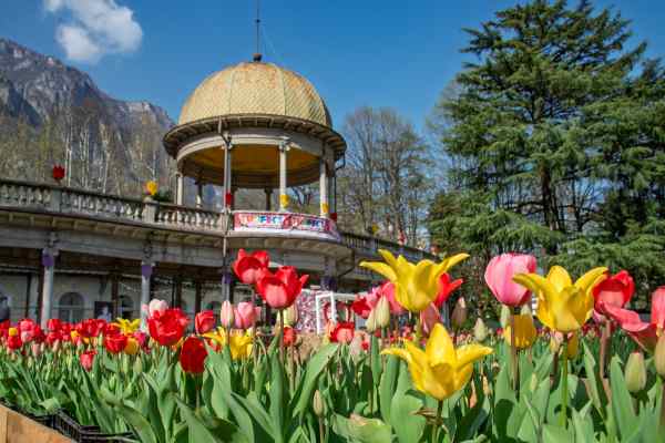 ATTUALITÀ - Tulifest: 33.956 tulipani in fiore al Parco delle Terme di Boario