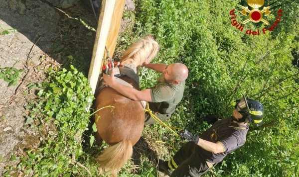DARFO BOARIO - Recuperato un pony sul sentiero che porta al lago Moro 