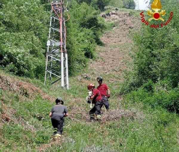 VALLE CAMONICA - Cade in una scarpata a Cevo, cane recuperato dai vigili del fuoco