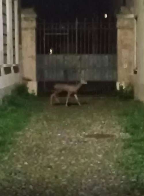 CRONACA -  Capriolo a spasso di notte per il centro storico di Brescia