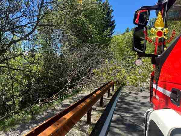 VALLE CAMONICA - Alberi cadono sulla Sp6 a Cevo, intervento dei vigili del fuoco