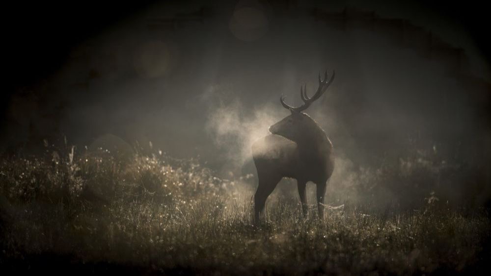 CULTURA - "Le Chant des Forêts" di Vincent Munier Genziana d’oro Miglior Film al 74° Trento Film Festival