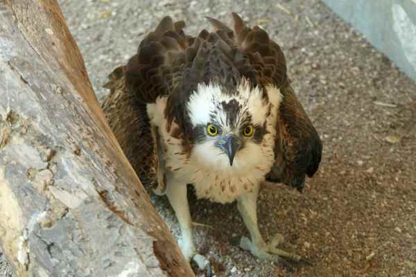 TRENTINO - Falco pescatore salvato a Dro, dopo le cure torna in libertà