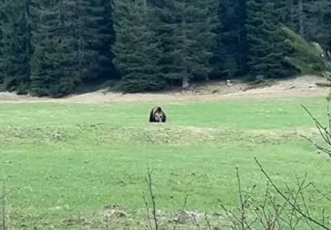 VAL DI SOLE E NON - Avvistato un orso ai Masi Palù di Vermiglio