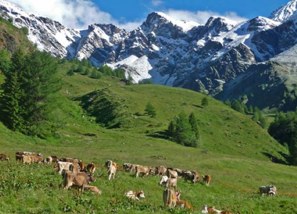 BRENO - Silter Dop: in Valle Camonica torna Malghe aperte