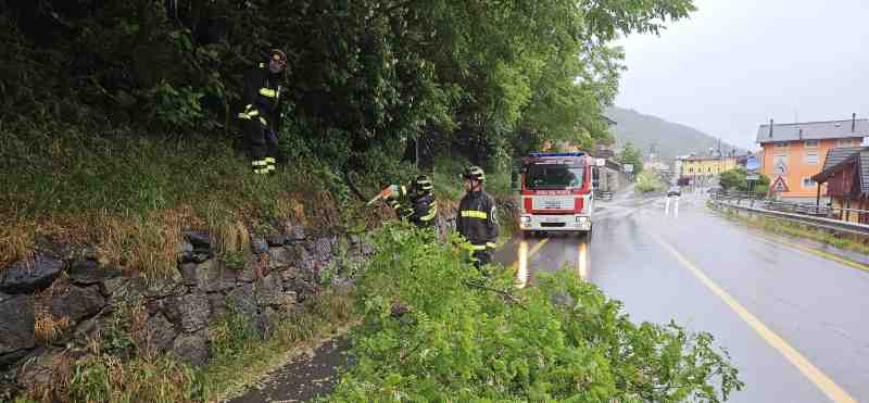 CRONACA - Maltempo: caduta piante sulla statale 42 a Vezza d'Oglio
