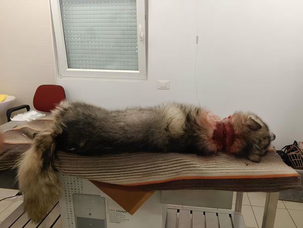 CRONACA - Alaskan Malamute trovato con una catena conficcata nel collo
