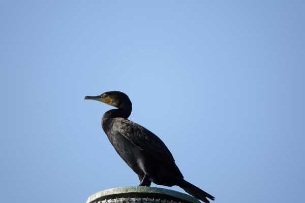 ATTUALITÀ - Cormorano, quasi 300 iscritti ai corsi per l’abilitazione al controllo