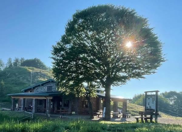 ATTUALITÀ - Il Faggio del rifugio Medelet di Pisogne censito come albero monumentale