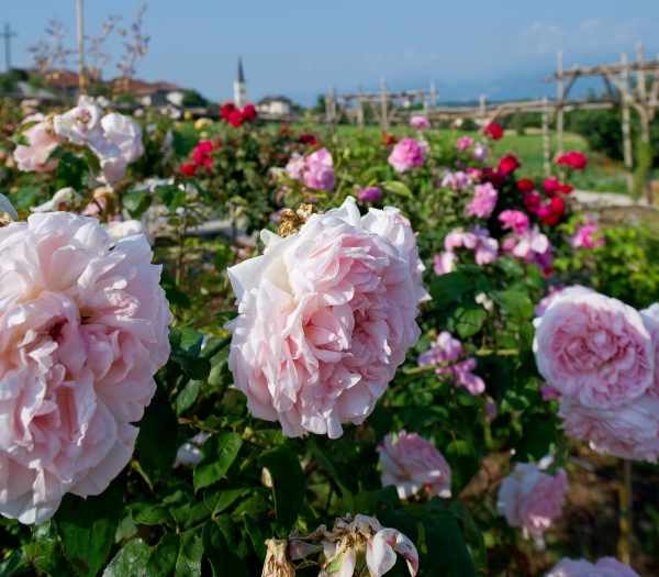 VAL DI SOLE E NON - Riaperto il Giardino della Rosa di Ronzone