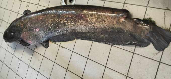 SEBINO - Catturato un altro pesce siluro di 81chili nel lago d'Iseo
