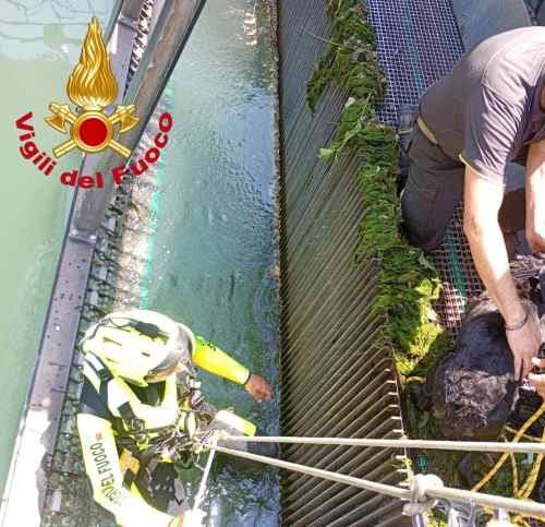 CRONACA - Recuperato un cane caduto in un canale a Prevalle