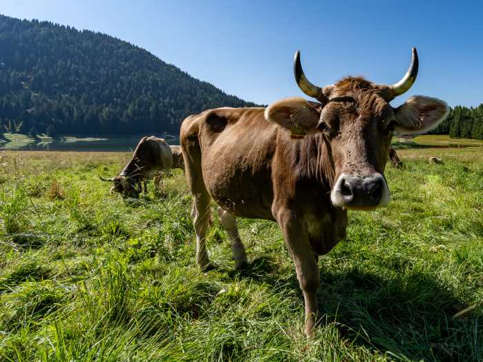 ATTUALITÀ - Nasce a Borno il Concorso Formaggi della Transumanza