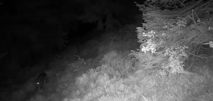 TRENTINO - Lupi e orsi: nelle malghe i dissuasori acustico luminosi
