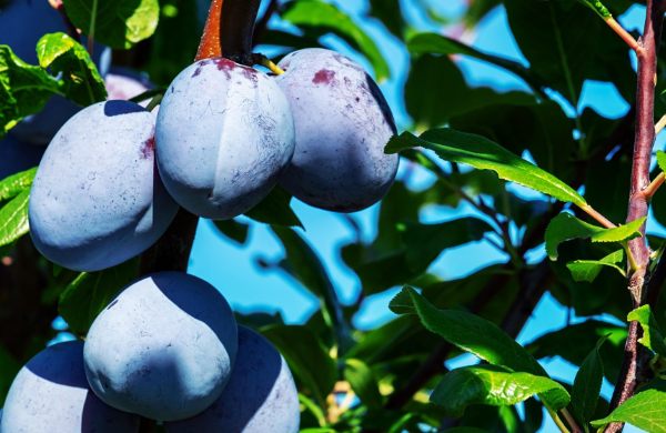 ATTUALITÀ - Come le aziende di Caserta possono crescere con ingredienti bio e forniture flessibili