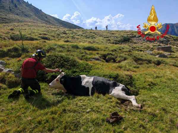 VALLE CAMONICA - Incudine, recuperata con l'elicottero una mucca ferita