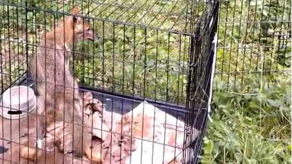 ATTUALITÀ - Tione, recuperato e reimmesso in natura uno sciacallo dorato