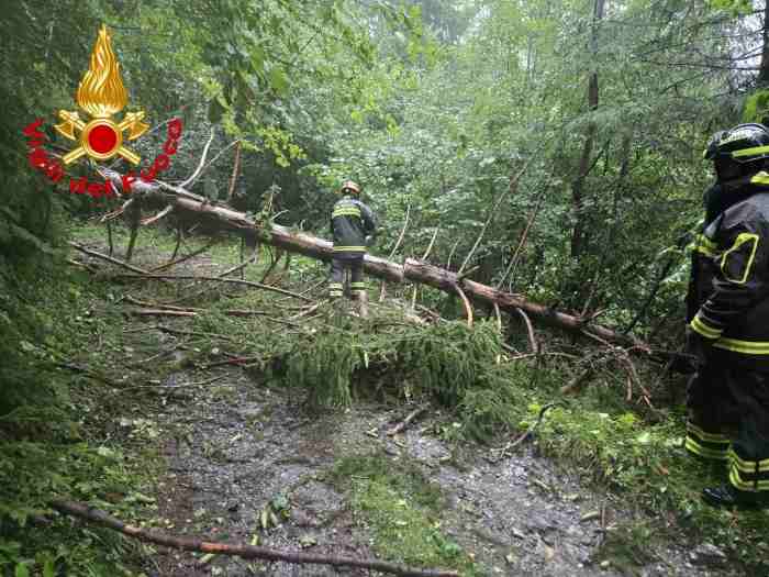 CRONACA - Temù, caduta di una pianta sulla strada del Monte Calvo