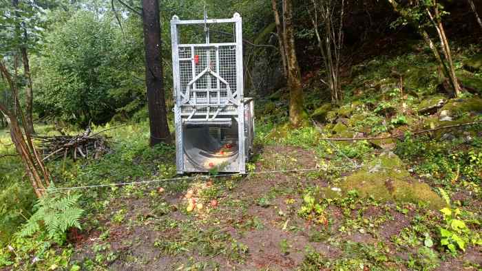 VALLE CAMONICA - Posizionamento Trap Tube per monitoraggio orso in Val Saviore