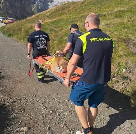VAL DI FASSA - Recuperato sul Sentiero del Viel dal Pan cane stremato