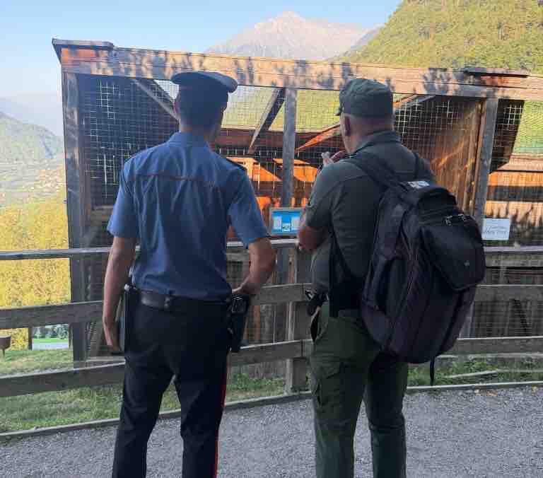 ALTO ADIGE - Servizi di controllo coordinato tra i Carabinieri e il Corpo Forestale Provinciale in Tirolo
