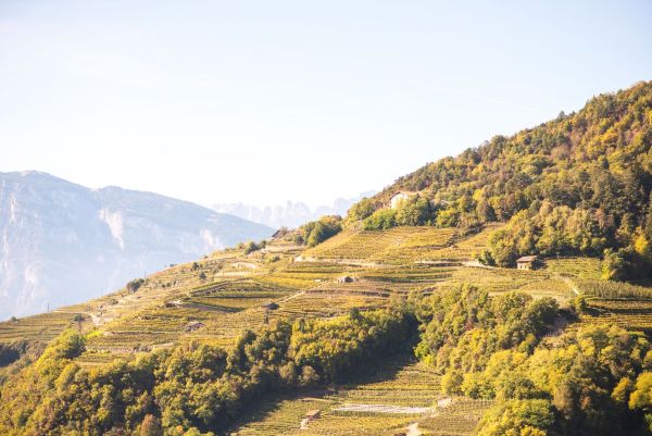 EVENTO - DoloViniMiti, il festival dei vini verticali torna nelle valli di Cembra e Fiemme