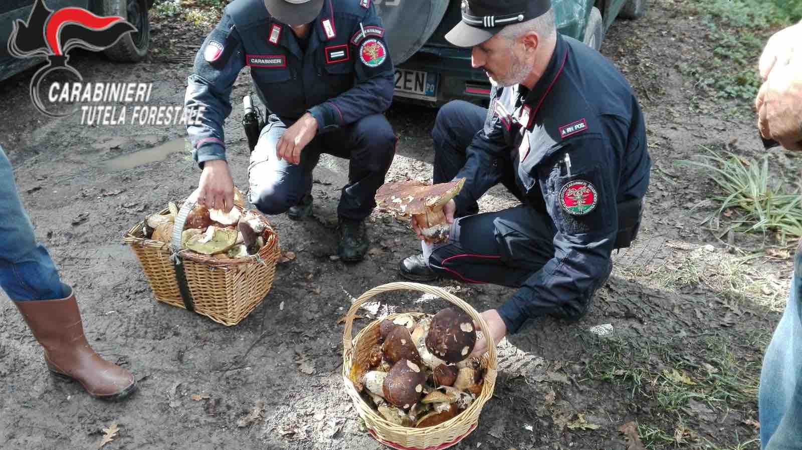 SEBINO - Raccolta funghi, controlli e sanzioni dei Carabinieri Forestali